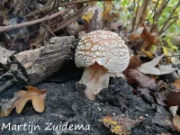 Parelamaniet [Amanita rubescens]
